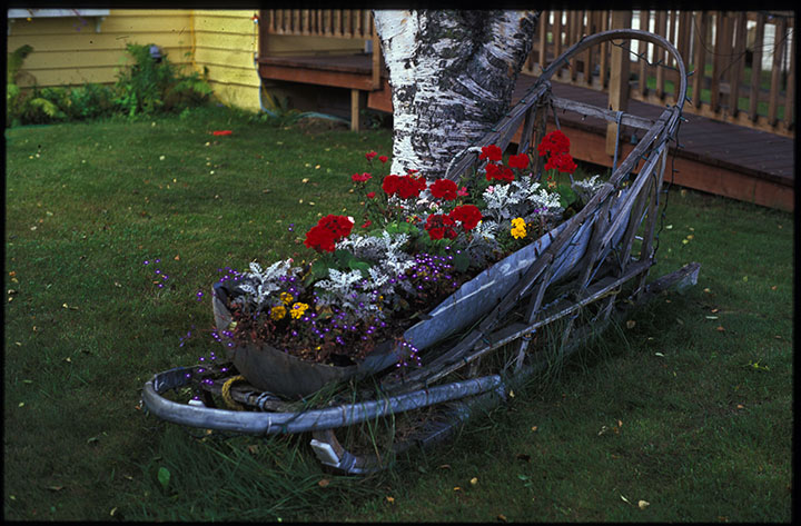Flowers planted in a dogsled