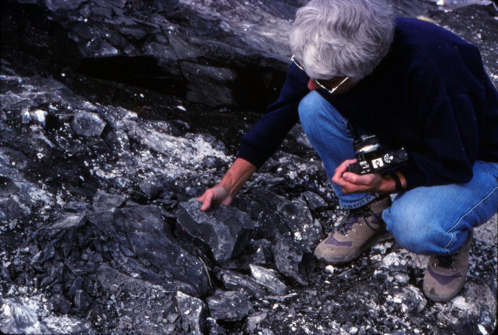 Anne Pasch examining a concretion at the Talkeetna Mountain Hadrosaur dig site